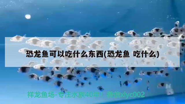 恐龍魚可以吃什么東西(恐龍魚吃什么) 魚糧魚藥