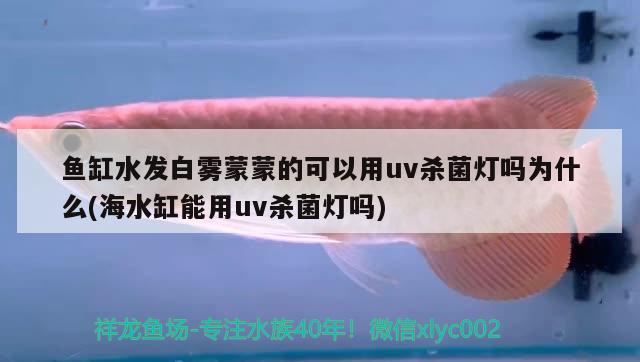 魚缸水發(fā)白霧蒙蒙的可以用uv殺菌燈嗎為什么(海水缸能用uv殺菌燈嗎) 祥龍魚場品牌產(chǎn)品