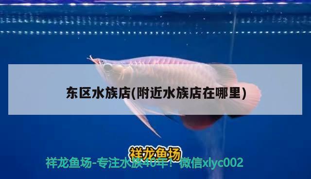 東區(qū)水族店(附近水族店在哪里) 南美異型魚