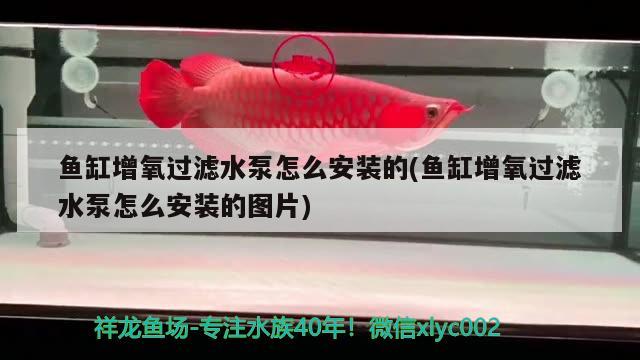 魚缸增氧過濾水泵怎么安裝的(魚缸增氧過濾水泵怎么安裝的圖片) 稀有紅龍品種