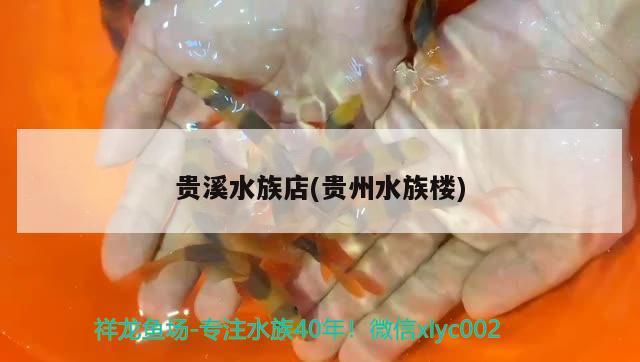 貴溪水族店(貴州水族樓) 祥龍龍魚魚糧