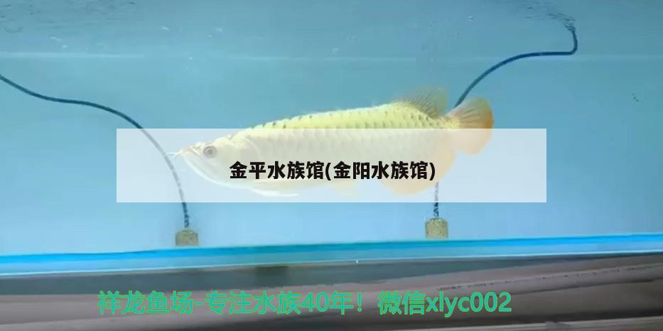 金平水族館(金陽(yáng)水族館) 祥龍金禾金龍魚(yú)