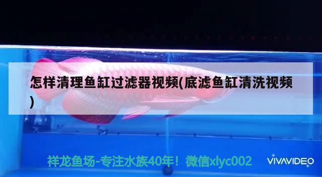 怎樣清理魚缸過濾器視頻(底濾魚缸清洗視頻)