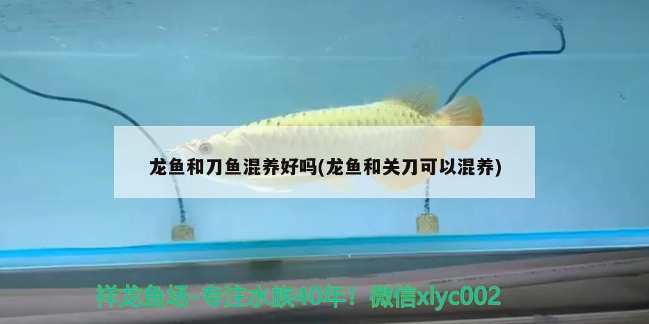 龍魚和刀魚混養(yǎng)好嗎(龍魚和關(guān)刀可以混養(yǎng)) 充氧泵