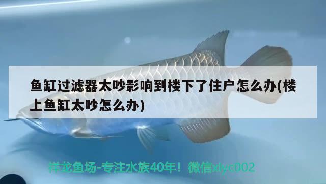 魚缸過濾器太吵影響到樓下了住戶怎么辦(樓上魚缸太吵怎么辦) 紅勾銀版魚 第2張