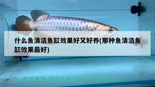 什么魚清潔魚缸效果好又好養(yǎng)(那種魚清潔魚缸效果最好) 元寶鳳凰魚專用魚糧