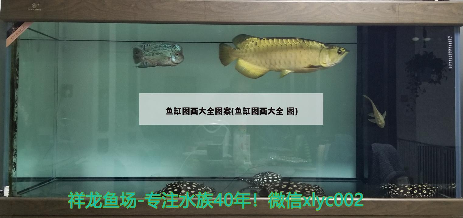 魚缸圖畫大全圖案(魚缸圖畫大全圖) 祥龍金禾金龍魚