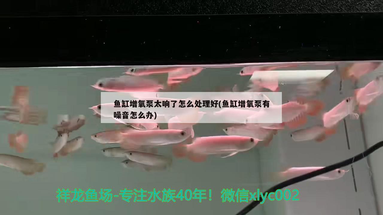 魚缸增氧泵太響了怎么處理好(魚缸增氧泵有噪音怎么辦)