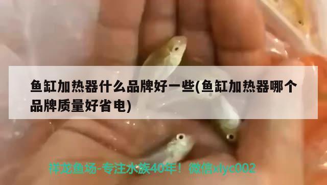 魚(yú)缸加熱器什么品牌好一些(魚(yú)缸加熱器哪個(gè)品牌質(zhì)量好省電)