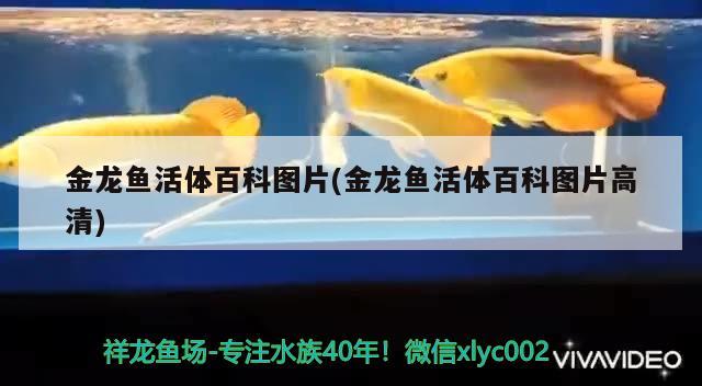 金龍魚活體百科圖片(金龍魚活體百科圖片高清) 三色錦鯉魚