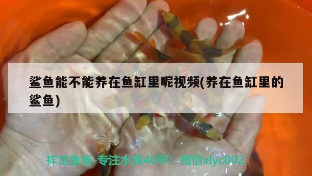 鯊魚能不能養(yǎng)在魚缸里呢視頻(養(yǎng)在魚缸里的鯊魚) 彩鰈魚缸（彩蝶魚缸）