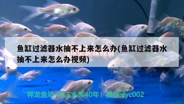 魚缸過濾器水抽不上來怎么辦(魚缸過濾器水抽不上來怎么辦視頻) 泰龐海蓮魚