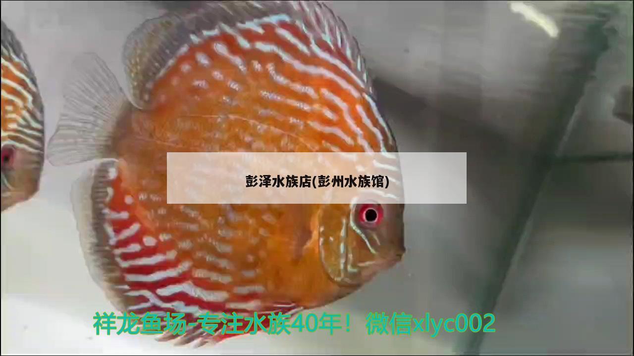 彭澤水族店(彭州水族館) 一眉道人魚苗