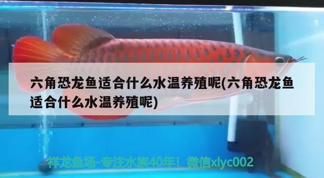 六角恐龍魚適合什么水溫養(yǎng)殖呢(六角恐龍魚適合什么水溫養(yǎng)殖呢)