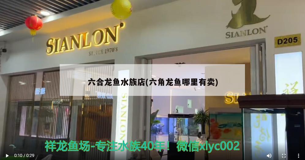 六合龍魚水族店(六角龍魚哪里有賣) 海象魚