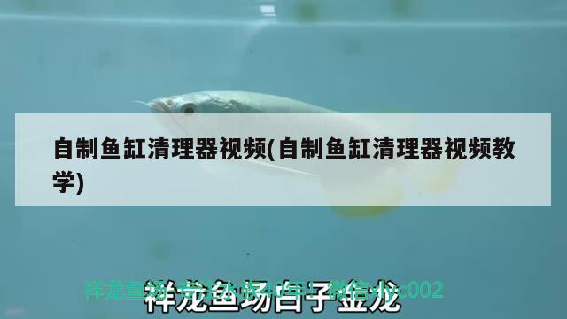 自制魚缸清理器視頻(自制魚缸清理器視頻教學(xué)) 祥龍魚場品牌產(chǎn)品