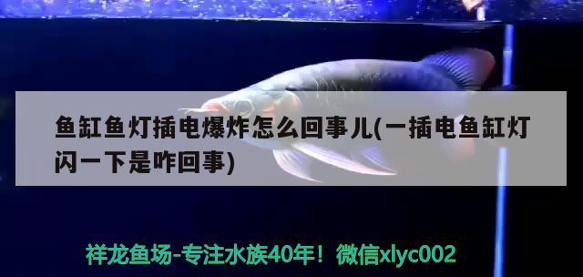 魚缸魚燈插電爆炸怎么回事兒(一插電魚缸燈閃一下是咋回事) 虎魚百科