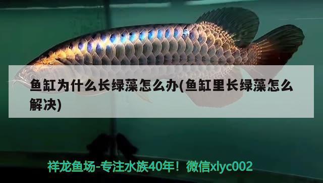 魚缸為什么長綠藻怎么辦(魚缸里長綠藻怎么解決) 委內(nèi)瑞拉奧里諾三間魚苗