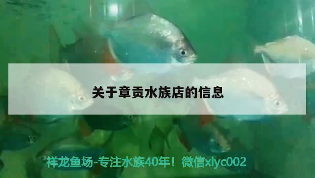 關(guān)于章貢水族店的信息 羅漢魚批發(fā)