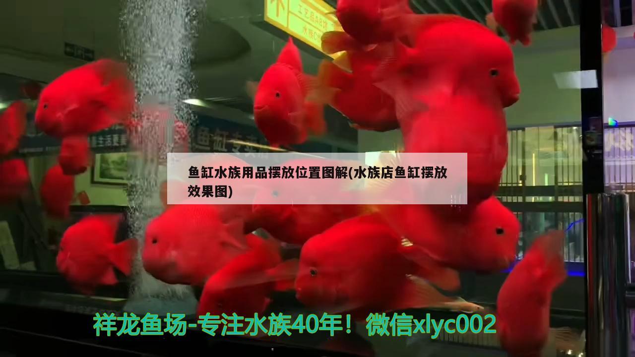 魚缸水族用品擺放位置圖解(水族店魚缸擺放效果圖) 水族用品