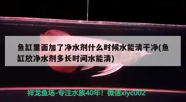 魚缸里面加了凈水劑什么時候水能清干凈(魚缸放凈水劑多長時間水能清) 養(yǎng)魚知識