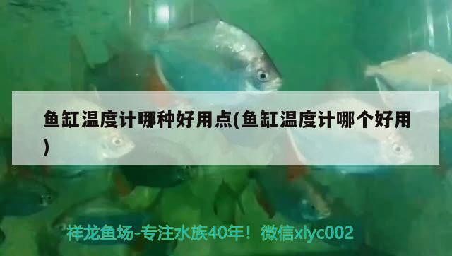 魚缸溫度計哪種好用點(魚缸溫度計哪個好用) 埃及神仙魚