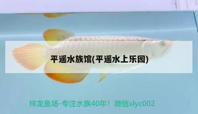 平遙水族館(平遙水上樂(lè)園) 飛鳳魚(yú)苗