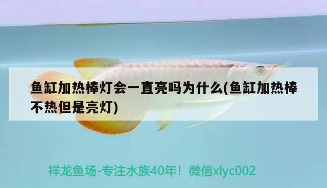 魚缸加熱棒燈會一直亮嗎為什么(魚缸加熱棒不熱但是亮燈) 泰龐海鰱魚