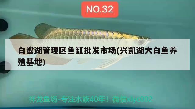 白鷺湖管理區(qū)魚缸批發(fā)市場(興凱湖大白魚養(yǎng)殖基地) 粗線銀版魚