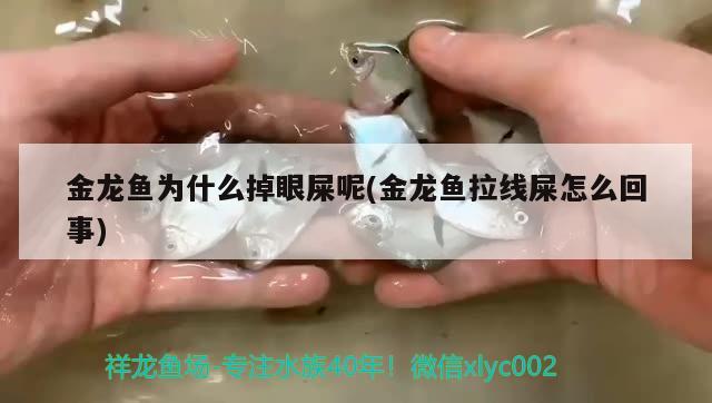 金龍魚為什么掉眼屎呢(金龍魚拉線屎怎么回事) 白化火箭