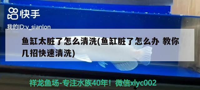 魚缸太臟了怎么清洗(魚缸臟了怎么辦教你幾招快速清洗) 祥龍龍魚專用水族燈