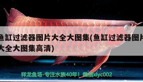 魚缸過濾器圖片大全大圖集(魚缸過濾器圖片大全大圖集高清)