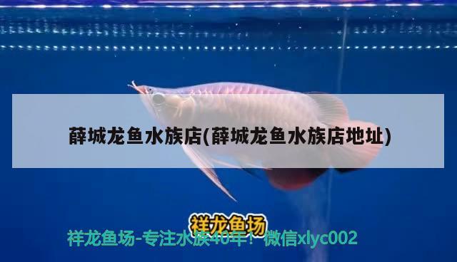 薛城龍魚(yú)水族店(薛城龍魚(yú)水族店地址) 潛水泵