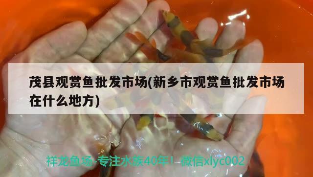 茂縣觀賞魚批發(fā)市場(chǎng)(新鄉(xiāng)市觀賞魚批發(fā)市場(chǎng)在什么地方) 觀賞魚批發(fā)