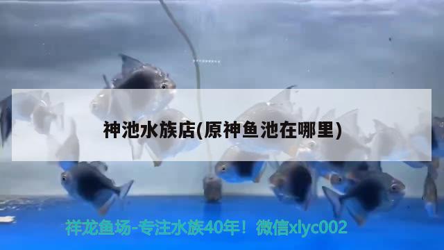 神池水族店(原神魚池在哪里) 蝴蝶鯉魚苗