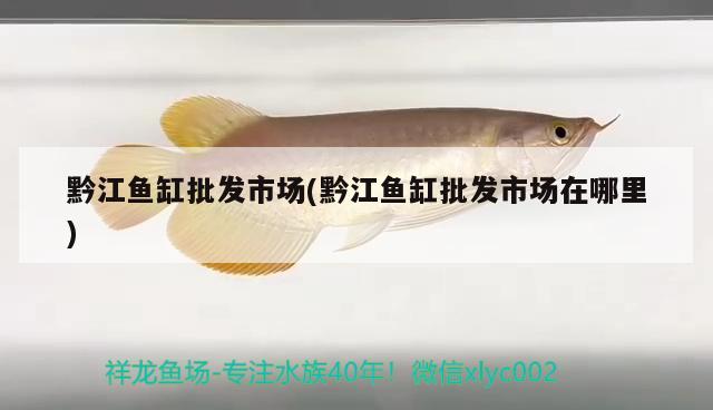 黔江魚缸批發(fā)市場(黔江魚缸批發(fā)市場在哪里) 斯維尼關(guān)刀魚