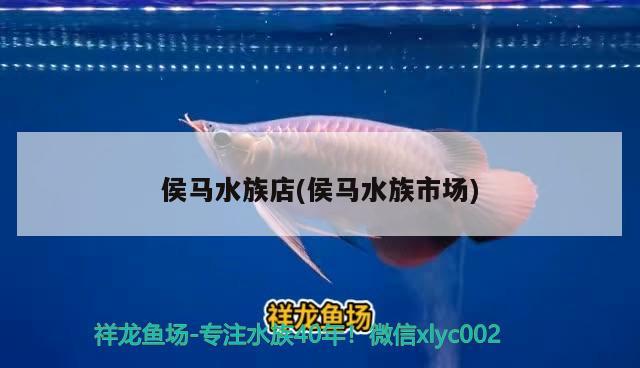 侯馬水族店(侯馬水族市場) 孵化器