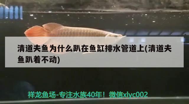 清道夫魚(yú)為什么趴在魚(yú)缸排水管道上(清道夫魚(yú)趴著不動(dòng))