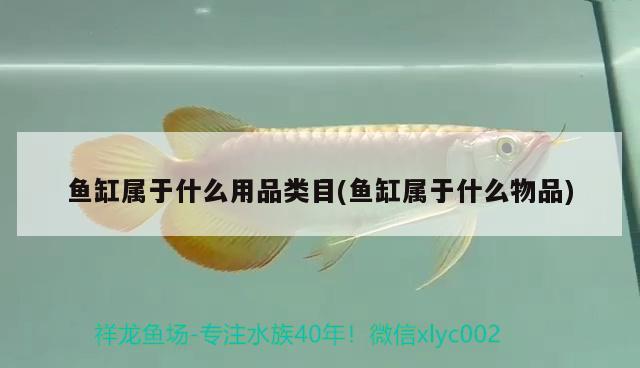 魚缸屬于什么用品類目(魚缸屬于什么物品) 虎魚魚苗