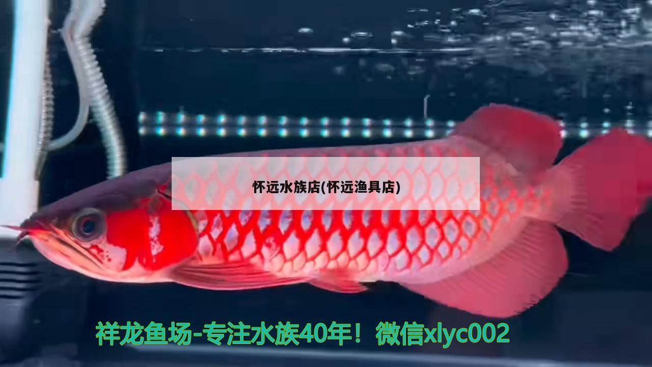 懷遠(yuǎn)水族店(懷遠(yuǎn)漁具店) 紅龍福龍魚