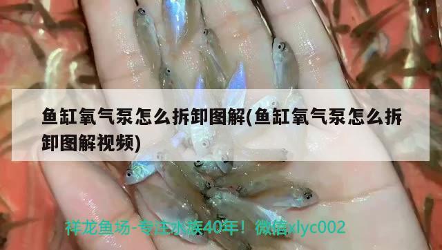 魚缸氧氣泵怎么拆卸圖解(魚缸氧氣泵怎么拆卸圖解視頻) 稀有紅龍品種