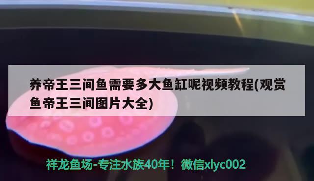 養(yǎng)帝王三間魚需要多大魚缸呢視頻教程(觀賞魚帝王三間圖片大全) 帝王三間魚