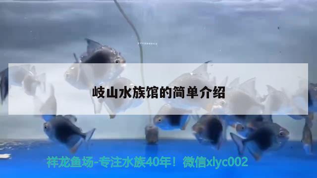 岐山水族館的簡(jiǎn)單介紹 水族雜談