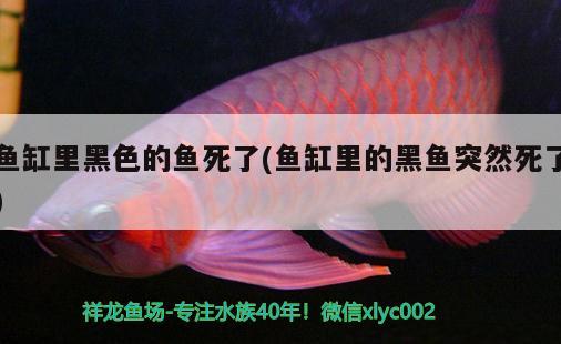 魚缸里黑色的魚死了(魚缸里的黑魚突然死了) 魚缸風水