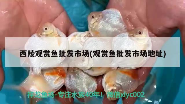 西陵觀賞魚批發(fā)市場(觀賞魚批發(fā)市場地址) 觀賞魚批發(fā)