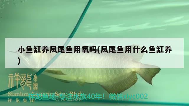 小魚(yú)缸養(yǎng)鳳尾魚(yú)用氧嗎(鳳尾魚(yú)用什么魚(yú)缸養(yǎng))