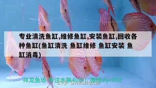 專業(yè)清洗魚缸,維修魚缸,安裝魚缸,回收各種魚缸(魚缸清洗魚缸維修魚缸安裝魚缸消毒)