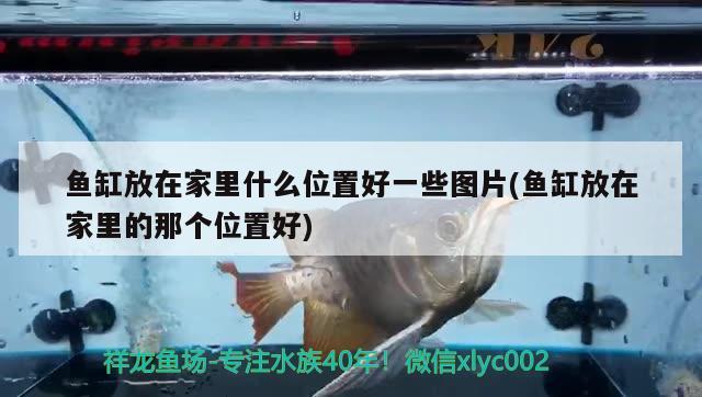 魚缸放在家里什么位置好一些圖片(魚缸放在家里的那個位置好) 申古銀版魚