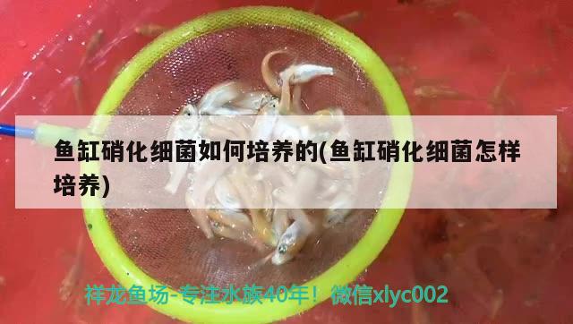 魚缸硝化細(xì)菌如何培養(yǎng)的(魚缸硝化細(xì)菌怎樣培養(yǎng))