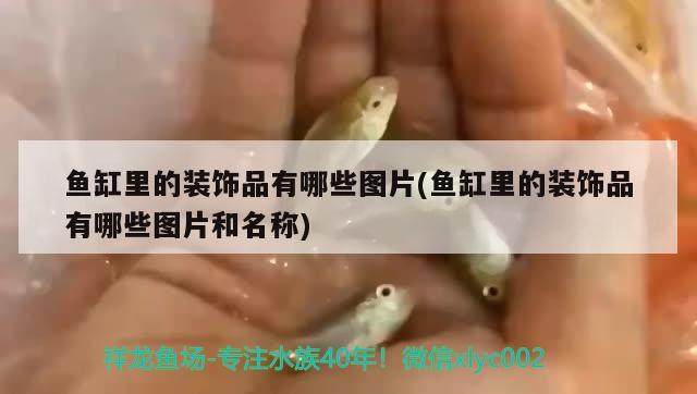 魚缸里的裝飾品有哪些圖片(魚缸里的裝飾品有哪些圖片和名稱) 孵化器